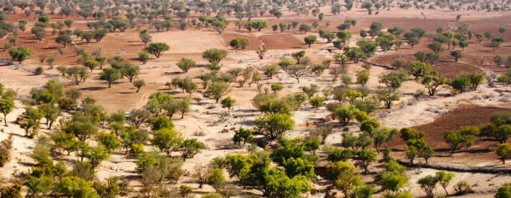 Aerial view of the endemic argan forest in the Essaouira region