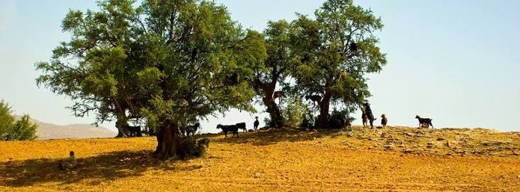 Argan trees spread across the Souss-Essaouira plain