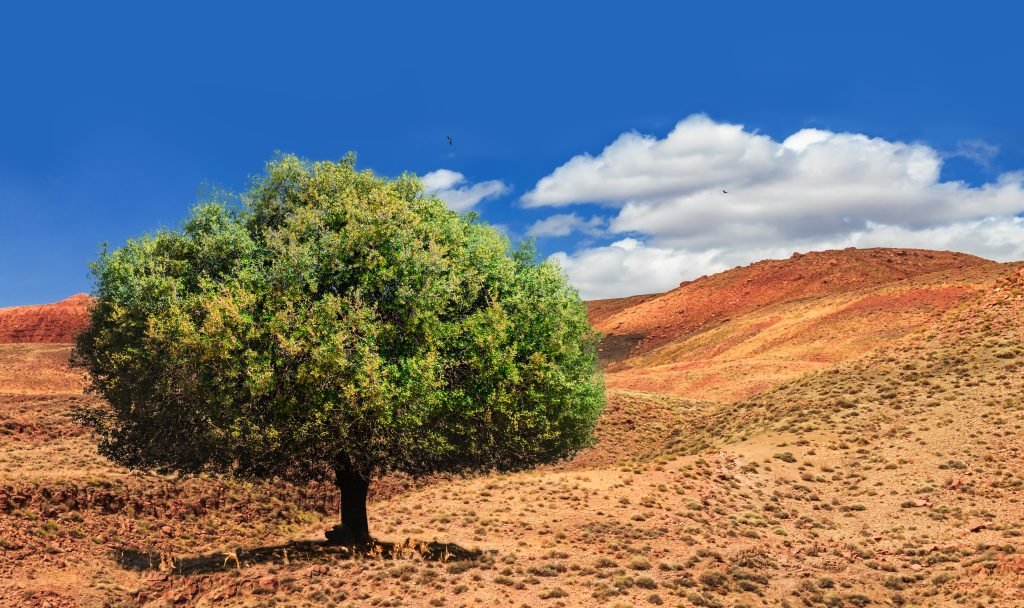An argan tree in the arid landscape of the Essaouira region